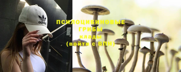 стафф Арсеньев